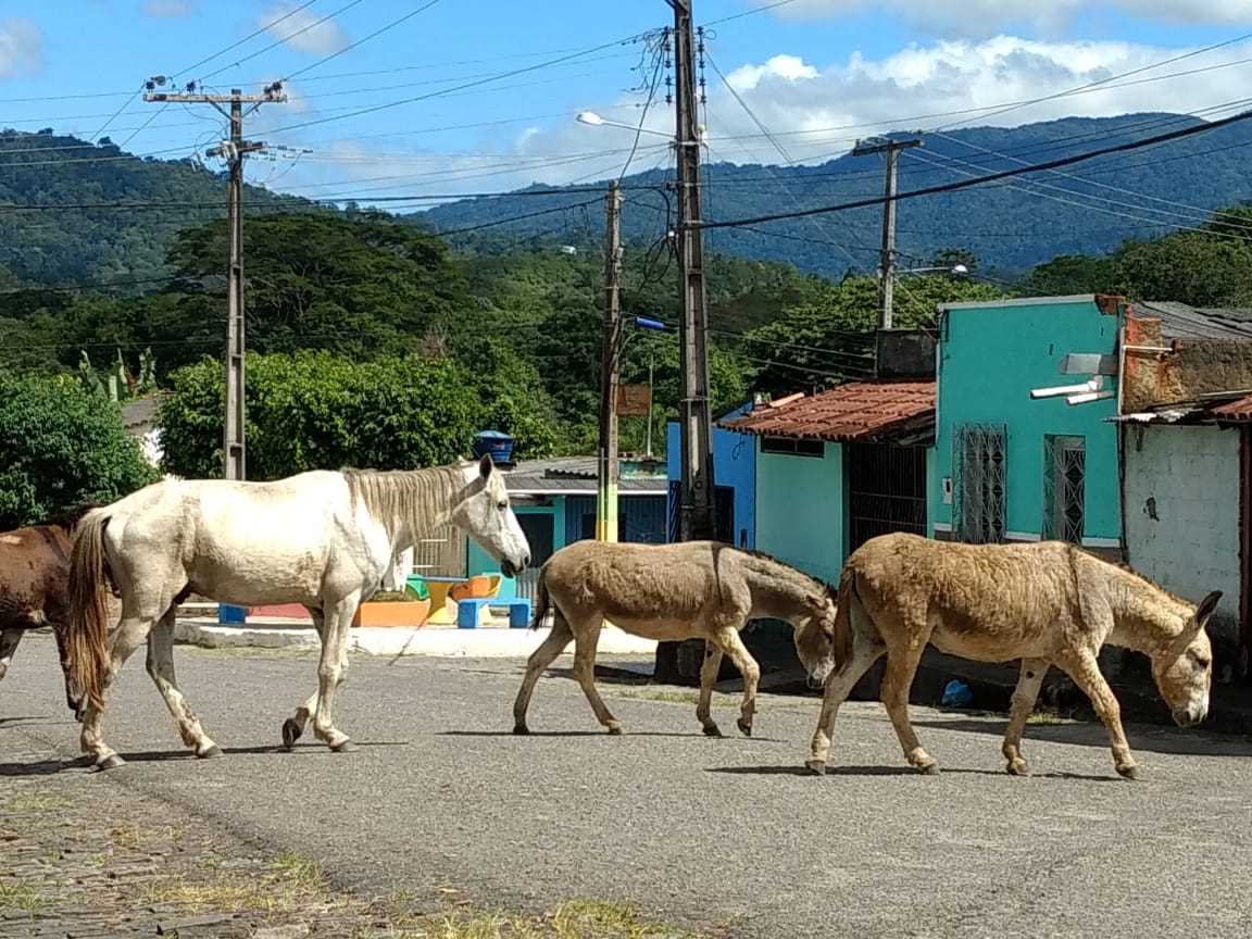 Camacã: Secretaria de Agricultura vai multar proprietários de animais soltos nas vias públicas